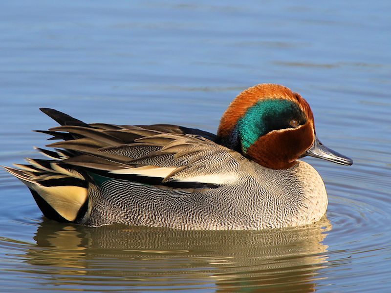 Teal Duck